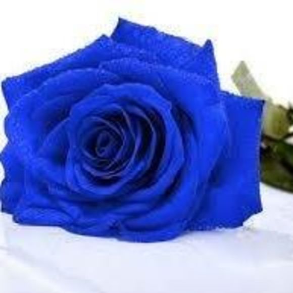 Meet your Posher, Rosa - Picture 1 of 1